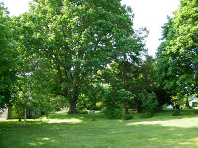 a glade on the Sundown grounds